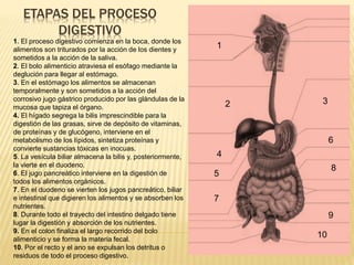 1. El proceso digestivo comienza en la boca, donde los
alimentos son triturados por la acción de los dientes y
sometidos a la acción de la saliva.
2. El bolo alimenticio atraviesa el esófago mediante la
deglución para llegar al estómago.
3. En el estómago los alimentos se almacenan
temporalmente y son sometidos a la acción del
corrosivo jugo gástrico producido por las glándulas de la
mucosa que tapiza el órgano.
4. El hígado segrega la bilis imprescindible para la
digestión de las grasas, sirve de depósito de vitaminas,
de proteínas y de glucógeno, interviene en el
metabolismo de los lípidos, sintetiza proteínas y
convierte sustancias tóxicas en inocuas.
5. La vesícula biliar almacena la bilis y, posteriormente,
la vierte en el duodeno.
6. El jugo pancreático interviene en la digestión de
todos los alimentos orgánicos.
7. En el duodeno se vierten los jugos pancreático, biliar
e intestinal que digieren los alimentos y se absorben los
nutrientes.
8. Durante todo el trayecto del intestino delgado tiene
lugar la digestión y absorción de los nutrientes.
9. En el colon finaliza el largo recorrido del bolo
alimenticio y se forma la materia fecal.
10. Por el recto y el ano se expulsan los detritus o
residuos de todo el proceso digestivo.
1
2 3
4
5
6
7
8
9
10
ETAPAS DEL PROCESO
DIGESTIVO
 
