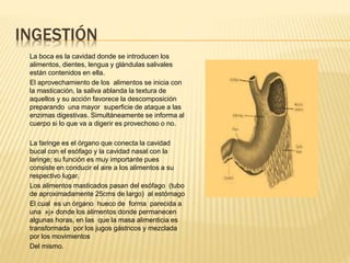INGESTIÓN
La boca es la cavidad donde se introducen los
alimentos, dientes, lengua y glándulas salivales
están contenidos en ella.
El aprovechamiento de los alimentos se inicia con
la masticación, la saliva ablanda la textura de
aquellos y su acción favorece la descomposición
preparando una mayor superficie de ataque a las
enzimas digestivas. Simultáneamente se informa al
cuerpo si lo que va a digerir es provechoso o no.
La faringe es el órgano que conecta la cavidad
bucal con el esófago y la cavidad nasal con la
laringe; su función es muy importante pues
consiste en conducir el aire a los alimentos a su
respectivo lugar.
Los alimentos masticados pasan del esófago (tubo
de aproximadamente 25cms de largo) al estómago
El cual es un órgano hueco de forma parecida a
una »j» donde los alimentos donde permanecen
algunas horas, en las que la masa alimenticia es
transformada por los jugos gástricos y mezclada
por los movimientos
Del mismo.
 