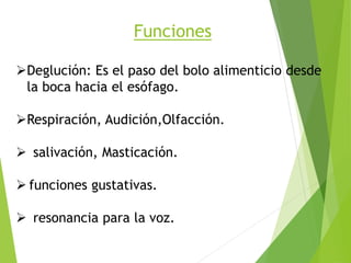 Funciones
Deglución: Es el paso del bolo alimenticio desde
la boca hacia el esófago.
Respiración, Audición,Olfacción.
 salivación, Masticación.
 funciones gustativas.
 resonancia para la voz.
 
