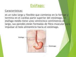 Esófago:
Características:
es un tubo largo y flexible que comienza en la faringe y
termina en el cardias parte superior del estómago, el
esófago medio tiene unos veinticinco centímetros de
largo, sus paredes están formadas de fibra muscular para
impulsar el bolo alimenticio hacia el estómago.
 
