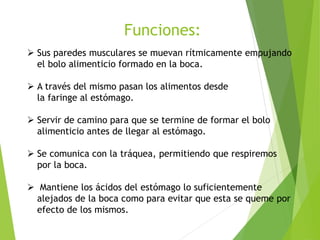 Funciones:
 Sus paredes musculares se muevan rítmicamente empujando
el bolo alimenticio formado en la boca.
 A través del mismo pasan los alimentos desde
la faringe al estómago.
 Servir de camino para que se termine de formar el bolo
alimenticio antes de llegar al estómago.
 Se comunica con la tráquea, permitiendo que respiremos
por la boca.
 Mantiene los ácidos del estómago lo suficientemente
alejados de la boca como para evitar que esta se queme por
efecto de los mismos.
 