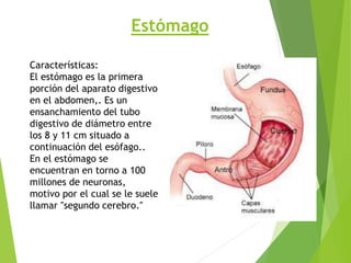 Estómago
Características:
El estómago es la primera
porción del aparato digestivo
en el abdomen,. Es un
ensanchamiento del tubo
digestivo de diámetro entre
los 8 y 11 cm situado a
continuación del esófago..
En el estómago se
encuentran en torno a 100
millones de neuronas,
motivo por el cual se le suele
llamar ″segundo cerebro.″
 