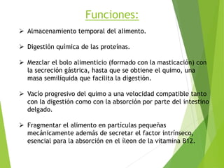 Funciones:
 Almacenamiento temporal del alimento.
 Digestión química de las proteínas.
 Mezclar el bolo alimenticio (formado con la masticación) con
la secreción gástrica, hasta que se obtiene el quimo, una
masa semilíquida que facilita la digestión.
 Vacío progresivo del quimo a una velocidad compatible tanto
con la digestión como con la absorción por parte del intestino
delgado.
 Fragmentar el alimento en partículas pequeñas
mecánicamente además de secretar el factor intrínseco,
esencial para la absorción en el íleon de la vitamina B12.
 