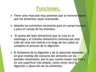 Funciones.
 Tiene unos músculos muy potentes que al moverse hacen
que los alimentos vayan avanzando.
 absorbe los nutrientes necesarios para el cuerpo humano
y para el cuerpo de los animales.
 El quimo del bolo alimenticio que se crea en el
estomago y el tránsito alimenticio continúa por este
tubo de unos seis metros a lo largo de los cuales se
completa el proceso de la digestión.
 El fenómeno de la digestión y de la absorción dependen
en gran medida del contacto del alimento con las
paredes intestinales, por lo que cuanto mayor sea éste y
en una superficie más amplia, tanto mejor será la
digestión y absorción de los alimentos.
 