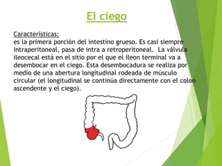 El ciego
Características:
es la primera porción del intestino grueso. Es casi siempre
intraperitoneal, pasa de intra a retroperitoneal. La válvula
ileocecal está en el sitio por el que el íleon terminal va a
desembocar en el ciego. Esta desembocadura se realiza por
medio de una abertura longitudinal rodeada de músculo
circular (el longitudinal se continúa directamente con el colon
ascendente y el ciego).
 