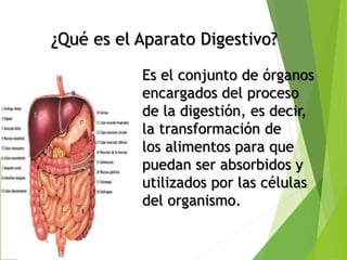 ¿Qué es el Aparato Digestivo?
Es el conjunto de órganos
encargados del proceso
de la digestión, es decir,
la transformación de
los alimentos para que
puedan ser absorbidos y
utilizados por las células
del organismo.
 