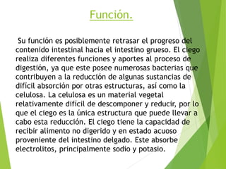 Función.
Su función es posiblemente retrasar el progreso del
contenido intestinal hacia el intestino grueso. El ciego
realiza diferentes funciones y aportes al proceso de
digestión, ya que este posee numerosas bacterias que
contribuyen a la reducción de algunas sustancias de
difícil absorción por otras estructuras, así como la
celulosa. La celulosa es un material vegetal
relativamente difícil de descomponer y reducir, por lo
que el ciego es la única estructura que puede llevar a
cabo esta reducción. El ciego tiene la capacidad de
recibir alimento no digerido y en estado acuoso
proveniente del intestino delgado. Este absorbe
electrolitos, principalmente sodio y potasio.
 