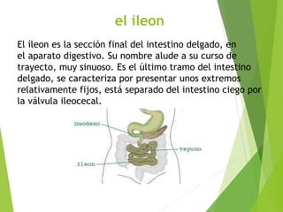 el íleon
El íleon es la sección final del intestino delgado, en
el aparato digestivo. Su nombre alude a su curso de
trayecto, muy sinuoso. Es el último tramo del intestino
delgado, se caracteriza por presentar unos extremos
relativamente fijos, está separado del intestino ciego por
la válvula ileocecal.
 