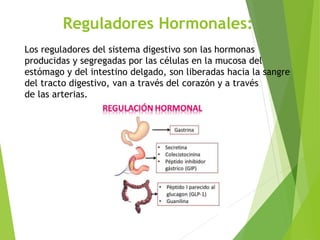 Reguladores Hormonales:
Los reguladores del sistema digestivo son las hormonas
producidas y segregadas por las células en la mucosa del
estómago y del intestino delgado, son liberadas hacia la sangre
del tracto digestivo, van a través del corazón y a través
de las arterias.
 