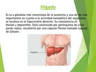 Hígado
Es la a glándula más voluminosa de la anatomía y una de las más
importantes en cuanto a la actividad metabólica del organismo,
se localiza en el hipocondrio derecho. Su consistencia es
blanda y depresible. Está constituido por parénquima de color
pardo rojizo, recubierto por una cápsula fibrosa llamada capsula
de Glisson.
 