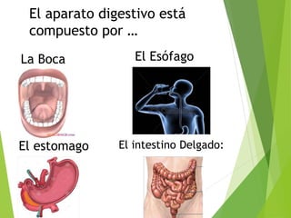El aparato digestivo está
compuesto por …
La Boca El Esófago
El estomago El intestino Delgado:
 