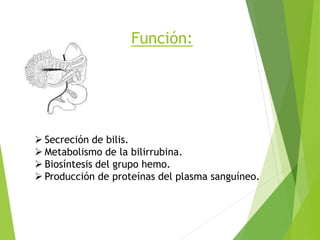 Función:
 Secreción de bilis.
 Metabolismo de la bilirrubina.
 Biosíntesis del grupo hemo.
 Producción de proteínas del plasma sanguíneo.
 