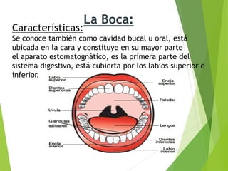 La Boca:
Características:
Se conoce también como cavidad bucal u oral, está
ubicada en la cara y constituye en su mayor parte
el aparato estomatognático, es la primera parte del
sistema digestivo, está cubierta por los labios superior e
inferior.
 