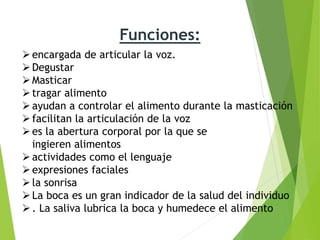 Funciones:
encargada de articular la voz.
Degustar
Masticar
tragar alimento
ayudan a controlar el alimento durante la masticación
facilitan la articulación de la voz
es la abertura corporal por la que se
ingieren alimentos
actividades como el lenguaje
expresiones faciales
la sonrisa
La boca es un gran indicador de la salud del individuo
. La saliva lubrica la boca y humedece el alimento
 