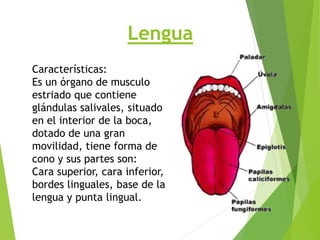 Lengua
Características:
Es un órgano de musculo
estriado que contiene
glándulas salivales, situado
en el interior de la boca,
dotado de una gran
movilidad, tiene forma de
cono y sus partes son:
Cara superior, cara inferior,
bordes linguales, base de la
lengua y punta lingual.
 