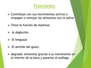 Funciones:
 Contribuye con sus movimientos activos a
empapar o remojar los alimentos con la saliva
 Tiene la función de masticar.
 la deglución.
 El lenguaje.
 El sentido del gusto.
 degradar alimentos gracias a su movimiento en
el interior de la boca y pasarlos al esófago.
 