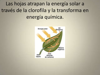 Las hojas atrapan la energía solar a través de la clorofila y la transforma en energía química. 
