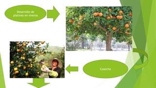 Desarrollo de
platines en viveros
Cosecha