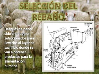 Proceso de la oveja