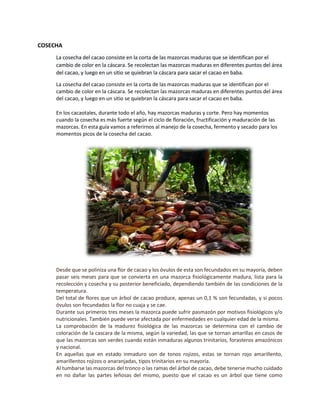 COSECHA
La cosecha del cacao consiste en la corta de las mazorcas maduras que se identifican por el
cambio de color en la cáscara. Se recolectan las mazorcas maduras en diferentes puntos del área
del cacao, y luego en un sitio se quiebran la cáscara para sacar el cacao en baba.
La cosecha del cacao consiste en la corta de las mazorcas maduras que se identifican por el
cambio de color en la cáscara. Se recolectan las mazorcas maduras en diferentes puntos del área
del cacao, y luego en un sitio se quiebran la cáscara para sacar el cacao en baba.
En los cacaotales, durante todo el año, hay mazorcas maduras y corte. Pero hay momentos
cuando la cosecha es más fuerte según el ciclo de floración, fructificación y maduración de las
mazorcas. En esta guía vamos a referirnos al manejo de la cosecha, fermento y secado para los
momentos picos de la cosecha del cacao.
Desde que se poliniza una flor de cacao y los óvulos de esta son fecundados en su mayoría, deben
pasar seis meses para que se convierta en una mazorca fisiológicamente madura, lista para la
recolección y cosecha y su posterior beneficiado, dependiendo también de las condiciones de la
temperatura.
Del total de flores que un árbol de cacao produce, apenas un 0,1 % son fecundadas, y si pocos
óvulos son fecundados la flor no cuaja y se cae.
Durante sus primeros tres meses la mazorca puede sufrir pasmazón por motivos fisiológicos y/o
nutricionales. También puede verse afectada por enfermedades en cualquier edad de la misma.
La comprobación de la madurez fisiológica de las mazorcas se determina con el cambio de
coloración de la cascara de la misma, según la variedad, las que se tornan amarillas en casos de
que las mazorcas son verdes cuando están inmaduras algunos trinitarios, forasteros amazónicos
y nacional.
En aquellas que en estado inmaduro son de tonos rojizos, estas se tornan rojo amarillento,
amarillentos rojizos o anaranjadas, tipos trinitarios en su mayoría.
Al tumbarse las mazorcas del tronco o las ramas del árbol de cacao, debe tenerse mucho cuidado
en no dañar las partes leñosas del mismo, puesto que el cacao es un árbol que tiene como
 
