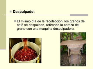 Despulpado:   El mismo día de la recolección, los granos de café se despulpan, retirando la cereza del grano con una maquina despulpadora.  