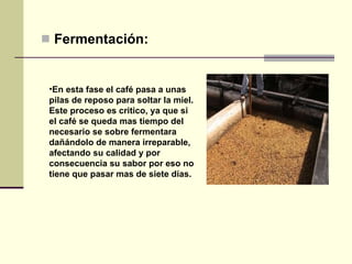 Fermentación:   En esta fase el café pasa a unas pilas de reposo para soltar la miel. Este proceso es critico, ya que si el café se queda mas tiempo del necesario se sobre fermentara dañándolo de manera irreparable, afectando su calidad y por consecuencia su sabor por eso no tiene que pasar mas de siete días.  