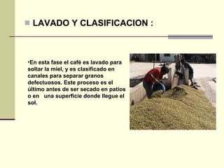 LAVADO Y CLASIFICACION : En esta fase el café es lavado para soltar la miel, y es clasificado en canales para separar granos defectuosos. Este proceso es el último antes de ser secado en patios  o en  una superficie donde llegue el sol. 