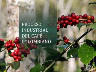 PROCESO
INDUSTRIAL
DEL CAFÉ
COLOMBIANO
 