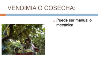 VENDIMIA O COSECHA: 
 Puede ser manual o 
mecánica. 
 