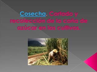 Cosecha. Cortado y recolección de la caña de azúcar en los cultivos.