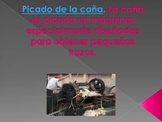 Picado de la caña. La caña es picada en máquinas especialmente diseñadas para obtener pequeños trozos.