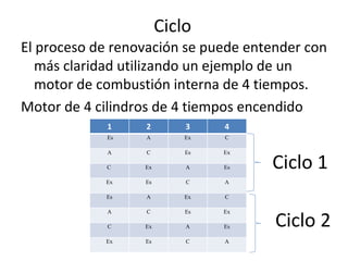 Ciclo El proceso de renovación se puede entender con más claridad utilizando un ejemplo de un motor de combustión interna de 4 tiempos.  Motor de 4 cilindros de 4 tiempos encendido    Ciclo 1  Ciclo 2  1 2 3 4 Es A Ex C A C Es Ex C Ex A Es Ex Es C A Es A Ex C A C Es Ex C Ex A Es Ex Es C A 
