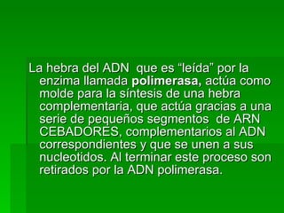 La hebra del ADN  que es “leída” por la enzima llamada  polimerasa,  actúa como molde para la síntesis de una hebra complementaria, que actúa gracias a una serie de pequeños segmentos  de ARN CEBADORES, complementarios al ADN correspondientes y que se unen a sus nucleotidos. Al terminar este proceso son retirados por la ADN polimerasa. 