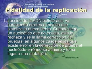 Fidelidad de la replicación La acción de la ADN polimerasa, va corrigiendo errores a medida que sintetiza la nueva hebra. Cuando llega un nucleótido que no encaja, esta lo rechaza y se le llama corrección de pruebas, en algunos casos en los que existe error en la corrección de prueba el nucleótido erróneo se adhiere y toma lugar a una mutación. 