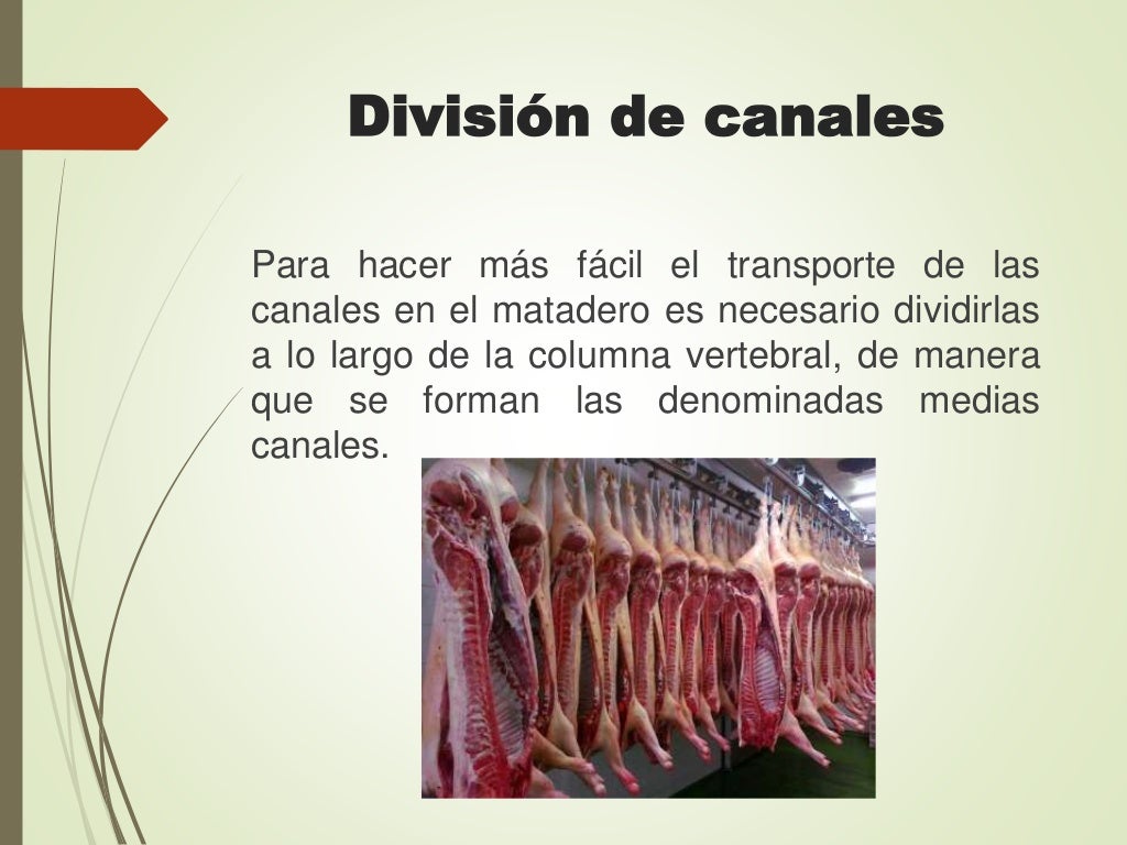 Proceso de sacrificio cerdo