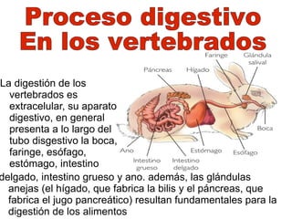 La digestión de los vertebrados es extracelular, su aparato digestivo, en general presenta a lo largo del tubo disgestivo la boca, faringe, esófago,  estómago, intestino delgado, intestino grueso y ano. además, las glándulas anejas (el hígado, que fabrica la bilis y el páncreas, que fabrica el jugo pancreático) resultan fundamentales para la digestión de los alimentos Proceso digestivo  En los vertebrados 