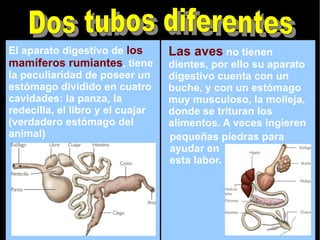 El aparato digestivo de  los mamíferos rumiantes , tiene la peculiaridad de poseer un estómago dividido en cuatro cavidades: la panza, la redecilla, el libro y el cuajar (verdadero estómago del animal) Las aves  no tienen dientes, por ello su aparato digestivo cuenta con un buche, y con un estómago muy musculoso, la molleja, donde se trituran los alimentos. A veces ingieren  pequeñas piedras para ayudar en esta labor. Dos tubos diferentes 