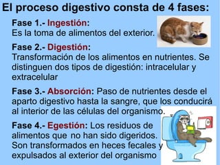 El proceso digestivo consta de 4 fases: Fase 1.-  Ingestión :   Es la toma de alimentos del exterior. Fase 2.-  Digestión :  Transformación  de los alimentos en nutrientes. Se distinguen dos tipos de digestión: intracelular y    extracelular Fase 3.-  Absorción :  P aso de nutrientes desde el aparto digestivo hasta la sangre, que los conducirá al interior de las células del organismo. Fase 4.-  Egestión :  Los residuos de  alimentos que  no han sido digeridos.  Son transformados en heces fecales y  expulsados al exterior del organismo , 
