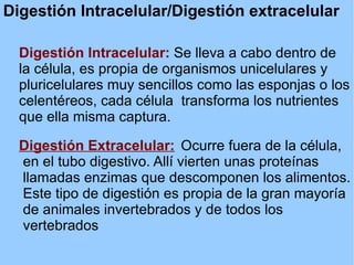 Digestión Intracelular/Digestión extracelular Digestión Intracelular:  Se lleva a cabo dentro de  la célula, es propia de organismos unicelulares y  pluricelulares muy sencillos como las esponjas o los  celentéreos, cada célula  transforma los nutrientes  que ella misma captura. Digestión Extracelular:  Ocurre fuera de la célula,  en el tubo digestivo. Allí vierten unas proteínas  llamadas enzimas que descomponen los alimentos.  Este tipo de digestión es propia de la gran mayoría  de animales invertebrados y de todos los  vertebrados 