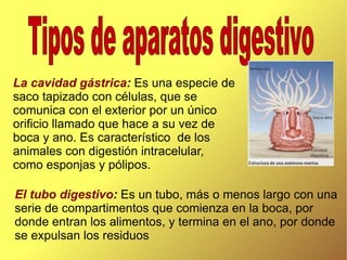 El tubo digestivo :  Es un tubo, más o menos largo con una serie de compartimentos que comienza en la boca, por donde entran los alimentos, y termina en el ano, por donde se expulsan los residuos   La cavidad gástrica :  Es una especie de saco tapizado con células, que se comunica con el exterior por un único orificio llamado que hace a su vez de boca y ano. Es característico  de los animales con digestión intracelular, como esponjas y pólipos.  Tipos de aparatos digestivo 