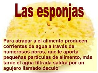 Para atrapar a el alimento producen corrientes de agua a través de numerosos poros, que le aporta pequeñas partículas de alimento, más tarde el agua filtrada saldrá por un agujero llamado ósculo Las esponjas 