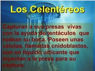 Los   Celentéreos   Capturan a sus presas  vivas con la ayuda de tentáculos  que rodean su boca. Poseen unas células, llamadas cnidoblastos, con un líquido urticante que inyectan a la presa para su captura. 