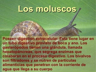 Los moluscos Poseen digestión extracelular. Esta tiene lugar en un tubo digestivo provisto de boca y ano. Los gasterópodos tienen una glándula, llamada hepatopáncreas, que segrega enzimas que colaboran en el proceso digestivo. Los bivalvos son filtradores y se nutren de partículas alimenticias que penetran con la corriente de agua que llega a su cuerpo  