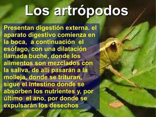 Los artrópodos  Presentan digestión externa. el aparato digestivo comienza en la boca,  a continuación  el esófago, con una dilatación  llamada buche,  donde los alimentos son mezclados con la saliva, de allí pasarán a la molleja, donde se trituran,  sigue el intestino donde se absorben los nutrientes y, por último  el ano, por donde se expulsarán los desechos 