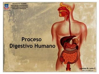 UNIVERSIDAD YACAMBÚ
FACULTAD DE HUMANIDADES
LICENCIATURA EN PSICOLOGIA
BIOLOGIA Y CONDUCTA
Proceso
Digestivo Humano
Juleima N. León C.
HPS-152-00163V
 