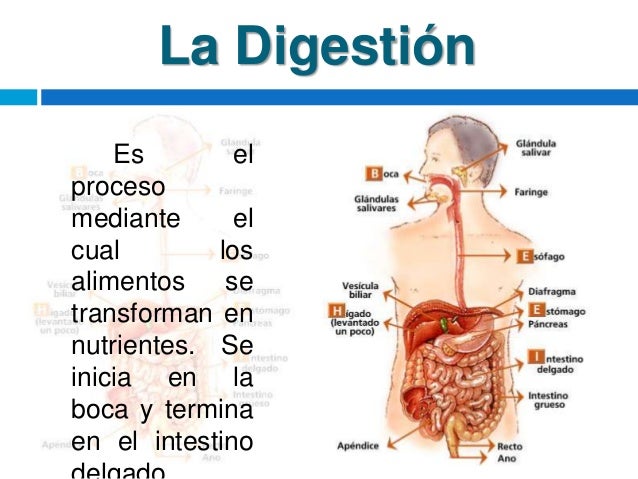 Proceso digestivo. katty arias