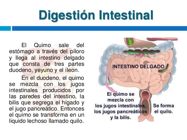 Proceso digestivo. katty arias