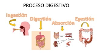 PROCESO DIGESTIVO
 