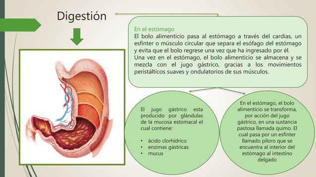 Proceso digestivo PPT