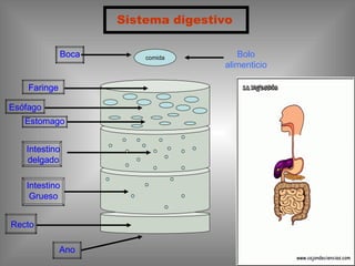 Sistema digestivo
Boca
Faringe
Esófago
Estomago
Intestino
delgado
Intestino
Grueso
Recto
Ano
comidaBoca Bolo
alimenticio
Faringe
Intestino
delgado
 